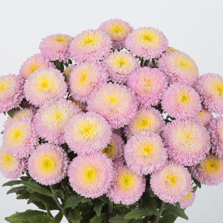 Bonita Shell Pink, Aster Seeds - Packet image number null